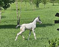 appaloosa