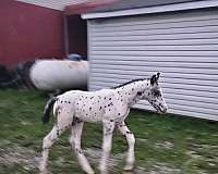 foundation-appaloosa-horse