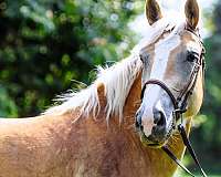 palomino-see-pics-pony