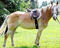 flashy-haflinger-pony