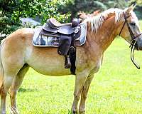 family-haflinger-pony