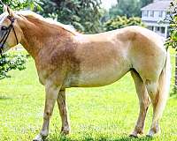 trail-haflinger-pony