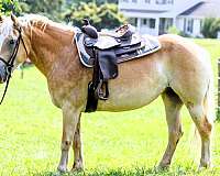 husband-safe-haflinger-pony