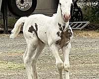 roan-palomino-filly-mare