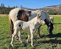 looks-gypsy-vanner-horse