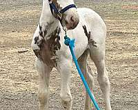 price-reduced-gypsy-vanner-horse