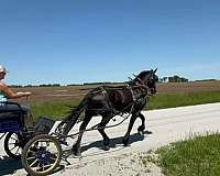 friesian-horse-for-sale