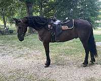 friesian-gelding