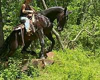 all-around-friesian-quarter-horse