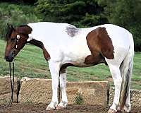 draft-horse