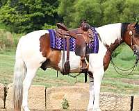 flashy-draft-horse