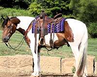 harness-draft-horse