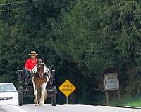 kid-safe-draft-horse