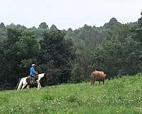 mounted-patrol-draft-horse