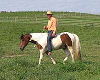 parade-draft-horse