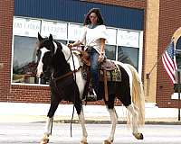 happy-missouri-fox-trotter-horse