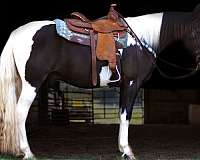 hauling-missouri-fox-trotter-horse