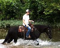 for-beginners-missouri-fox-trotter-horse