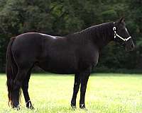 keeps-missouri-fox-trotter-horse