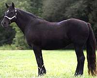 lesson-program-missouri-fox-trotter-horse