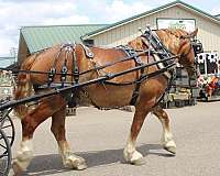 chestnut-white-strip-legs-horse