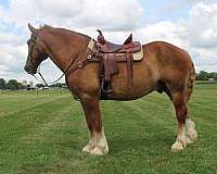 all-around-belgian-horse