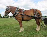 parade-belgian-horse