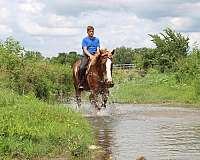 kid-safe-belgian-horse