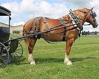 pleasure-driving-belgian-horse