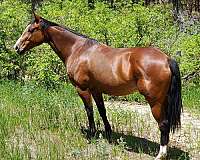 barrel-racing-breeding-mare