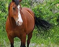 socks-on-hind-feet-horse