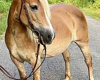 bareback-haflinger-horse