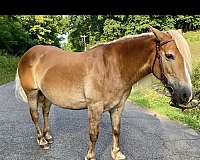 bite-haflinger-horse