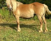 easy-to-ride-haflinger-horse