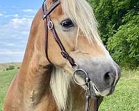 farm-animals-haflinger-horse