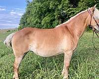 fat-haflinger-horse