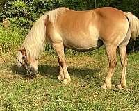 farrier-haflinger-horse