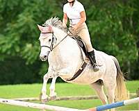 grey-small-star-right-hind-to-coronet-on-outside-pony