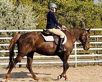 chestnut-liver-chestnut-dressage-pony