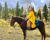 chestnut-liver-chestnut-warmblood-mare