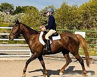 chestnut-liver-chestnut-eventing-pony