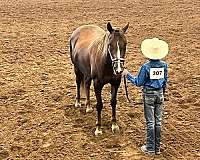 chestnut-liver-chestnut-experienced-pony