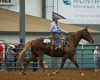 chestnut-liver-chestnut-show-pony