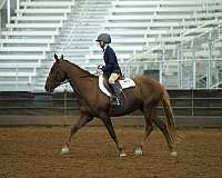 chestnut-liver-chestnut-jumping-pony