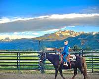 chestnut-liver-chestnut-western-dressage-pony