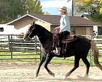 chestnut-liver-chestnut-pony-for-sale