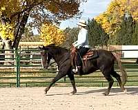 chestnut-liver-chestnut-pre-pony