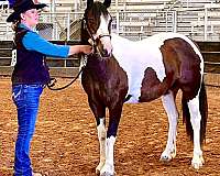 breeding-gypsy-vanner-horse