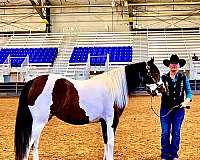 cross-gypsy-vanner-horse