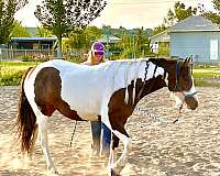 flashy-gypsy-vanner-horse